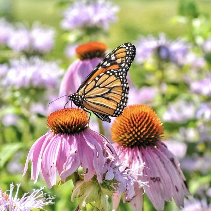monarch-butterfly-on-coneflower